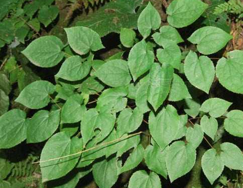 教你懂得仙灵脾的功效与作用