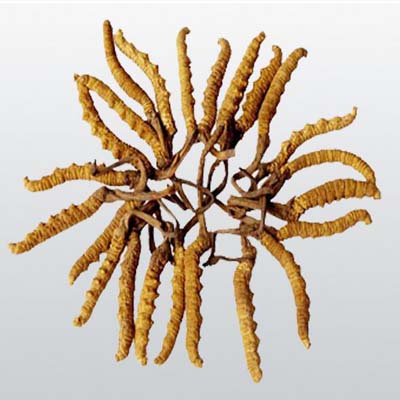 虫草花的功效与作用及简单易懂的吃法