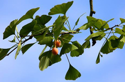 活血散瘀 杏枝的功效作用和选方介绍