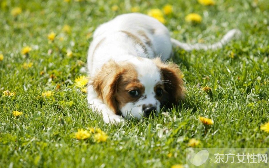 跳蚤怕什么味道 如何预防家里生跳蚤
