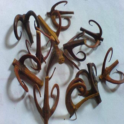 像钩子样的神奇中药，钩藤的功效与作用