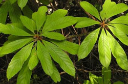 解表止咳 笔罗子的功效与作用介绍