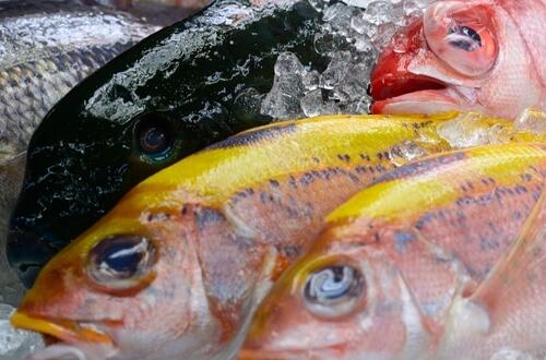 鱼的营养价值   不同鱼类营养价值各异