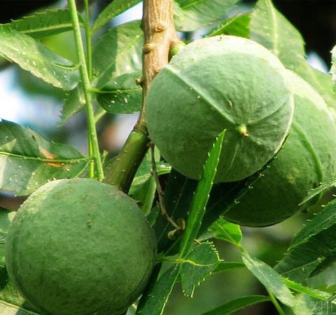 祛风除湿 文冠果的作用介绍