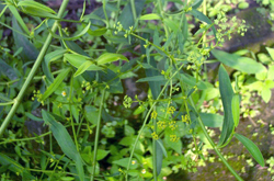 清热散邪 柴胡的功效与副作用介绍