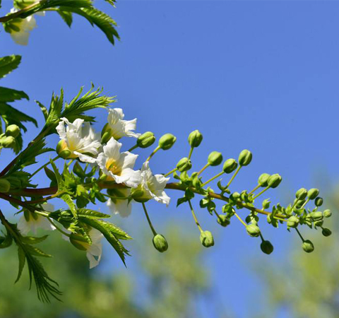 祛风除湿 文冠果的作用介绍