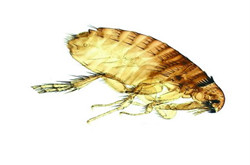 吸血鬼——跳蚤的消灭方法