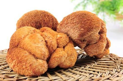 健胃补虚 猴头菇治疗胃病作用介绍