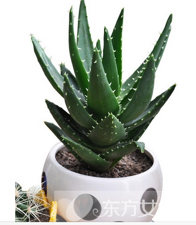 芦荟怎么美容 芦荟面膜补水滋润又消炎