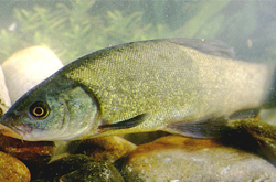 补气血益脾胃 丁桂鱼的营养价值介绍