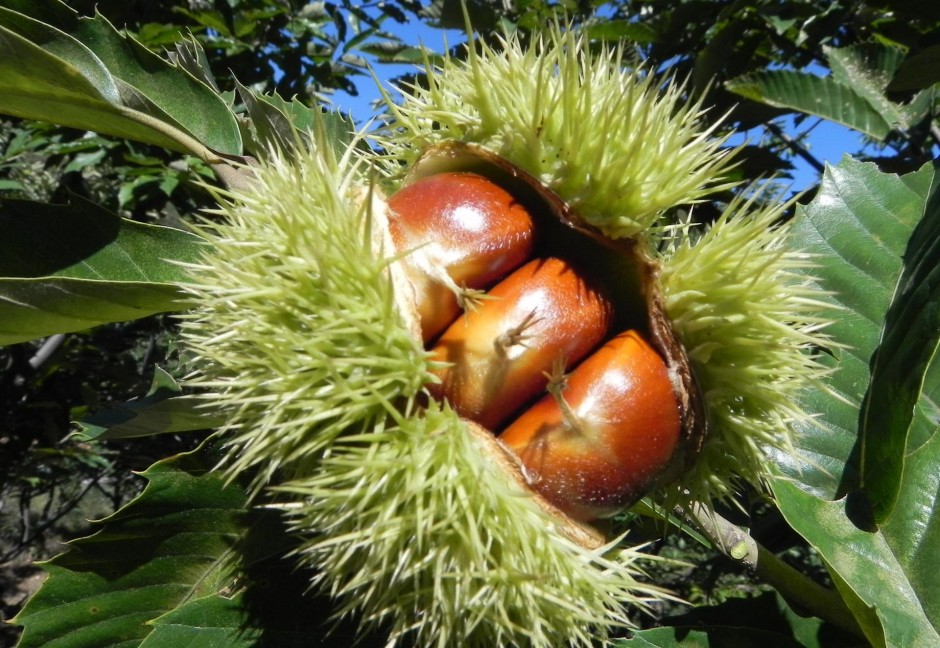 板栗的三大吃法 让你美味停不下来