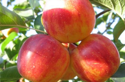 泻火明目 沙果的营养价值和功效作用介绍