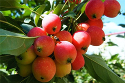 生津止渴 海棠果的功效及食用好处介绍