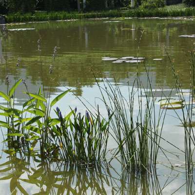 芦苇根的作用  芦苇根六大功效