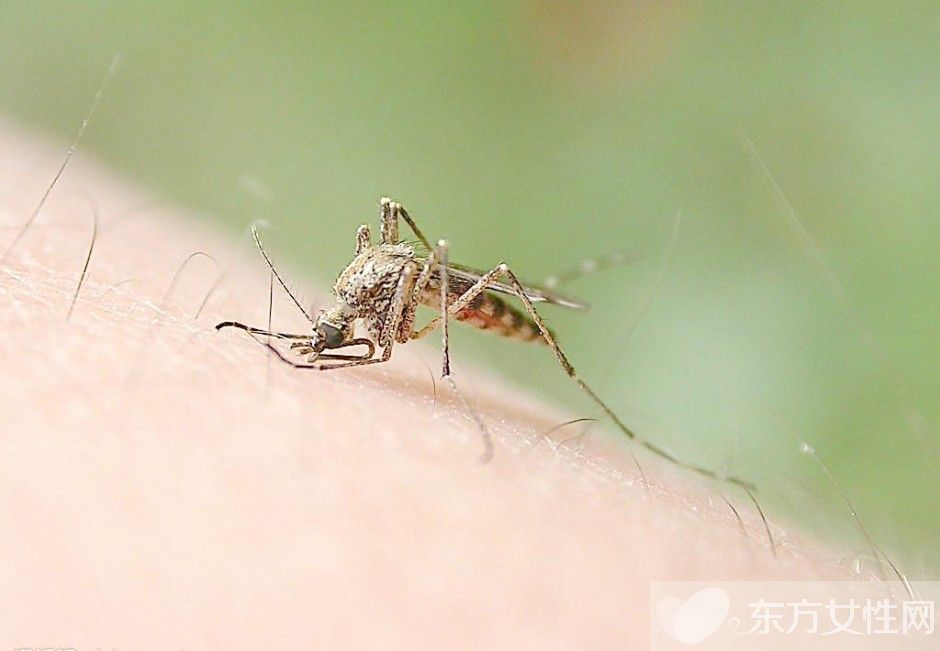 防蚊妙招快收好 蚊子凭气味选择对象