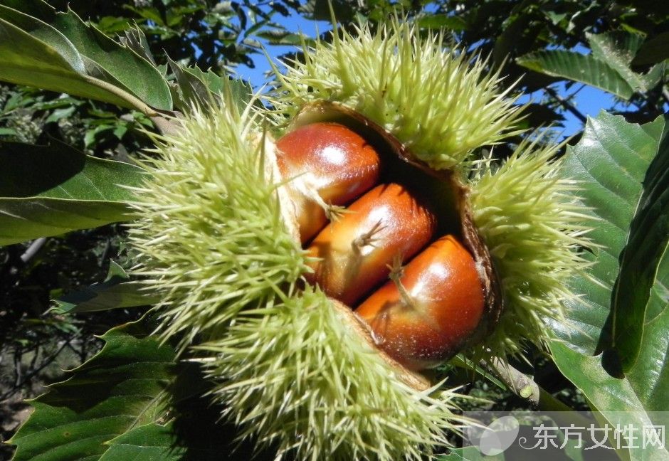板栗的三大吃法 让你美味停不下来