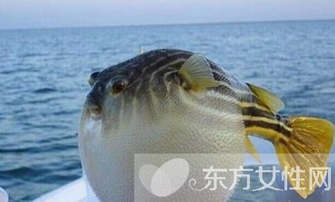河豚毒素有什么作用 河豚毒素在哪