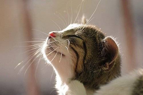 怎么灭螨虫 螨虫都在什么地方滋生