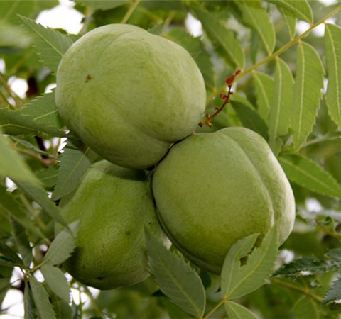 祛风除湿 文冠果的作用介绍