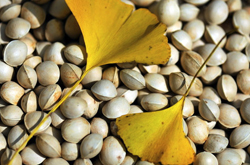 白果治疗妇科病 白果怎么吃才更有效果