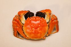 吃螃蟹不能吃什么东西 八种人群不宜吃螃蟹