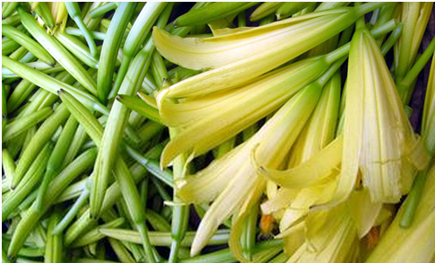 想知道 金针菜是什么