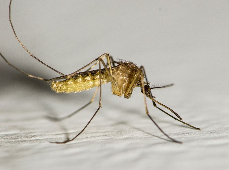 防蚊妙招快收好 蚊子凭气味选择对象