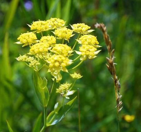 清热散邪 柴胡的功效与副作用介绍