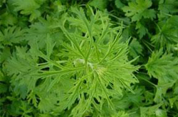 陈艾的作用大 既可养生保健又可防病治病