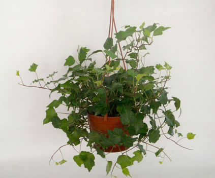 常春藤的作用主要是净化空气