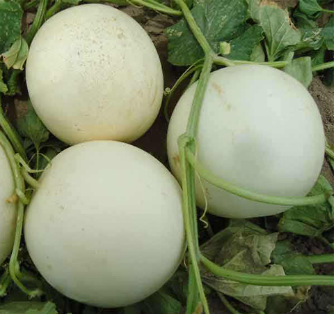 香瓜的营养价值和食用注意事项介绍