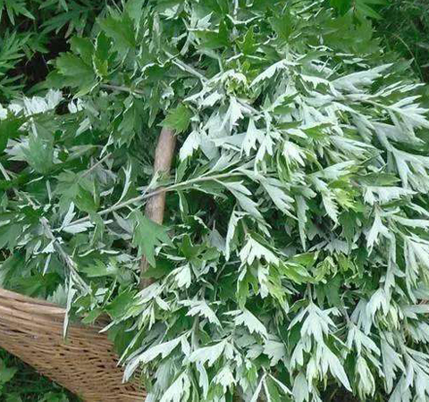 陈艾的作用大 既可养生保健又可防病治病