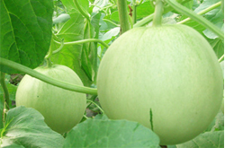 香瓜的营养价值和食用注意事项介绍