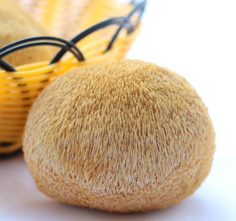 健胃补虚 猴头菇治疗胃病作用介绍