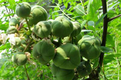 祛风除湿 文冠果的作用介绍