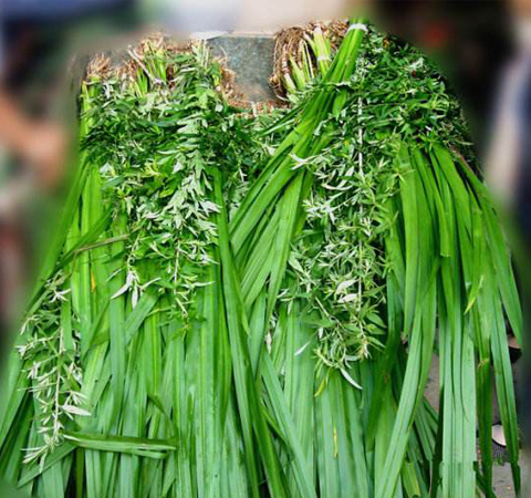 温通经脉 中药陈艾的功效和副作用介绍