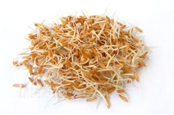 谷芽是什么  谷芽为禾本科植物稻的颖果经发芽而成