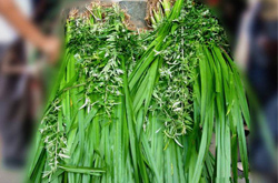 温通经脉 中药陈艾的功效和副作用介绍