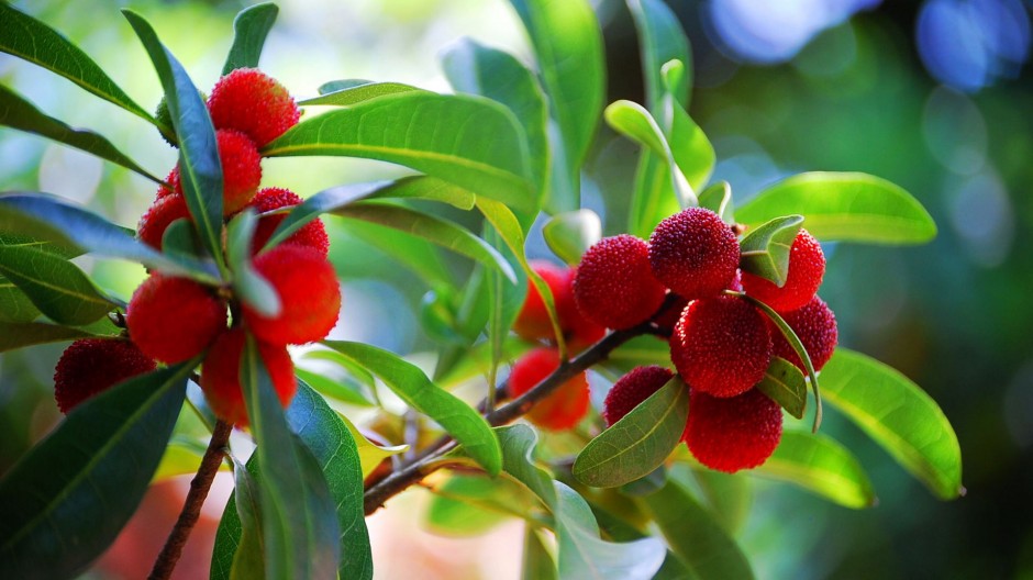 杨梅泡酒的功效与作用 杨梅泡酒怎么做