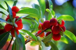 杨梅泡酒的功效与作用 杨梅泡酒怎么做