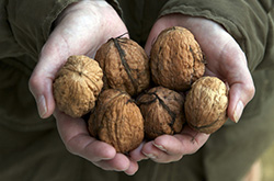 核桃仁的营养价值 对肿瘤有改善症状的作用