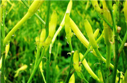 想知道 金针菜是什么