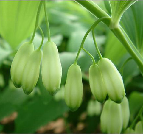 养阴润燥 玉竹的作用与功效和副作用介绍