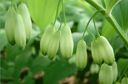 养阴润燥 玉竹的作用与功效和副作用介绍