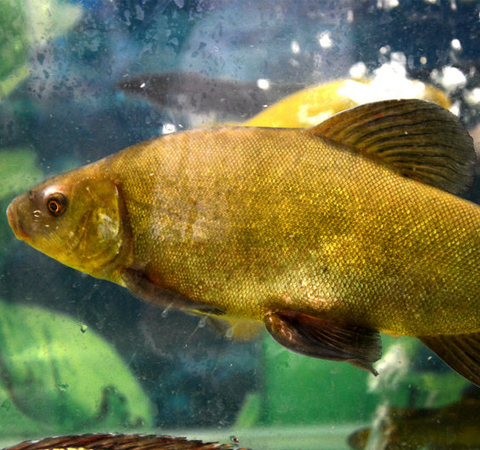 补气血益脾胃 丁桂鱼的营养价值介绍