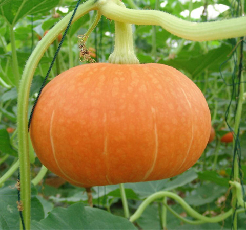 雌性激素食物 五种帮女性补充雌激素的食物