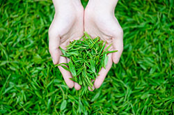 喝西湖龙井的好处 真的让你意想不到