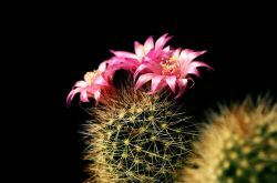 仙人球怎么浇水 仙人球的摆放风水禁忌