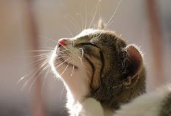 怎么灭螨虫 螨虫都在什么地方滋生