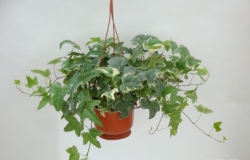 常春藤的作用主要是净化空气